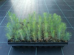 Pin à encens - Pinus taeda