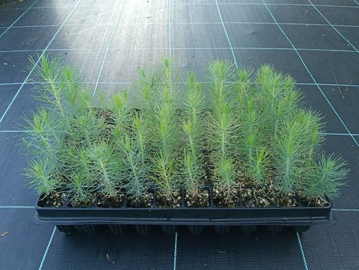 Pin à encens - Pinus taeda