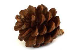 Pinus halepensis na floresta