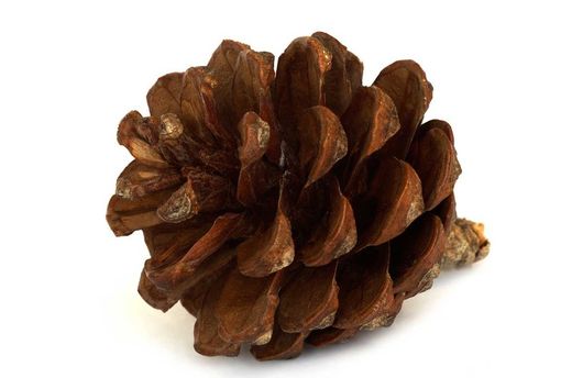 Pinus halepensis na floresta