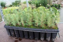 Pinus halepensis na floresta