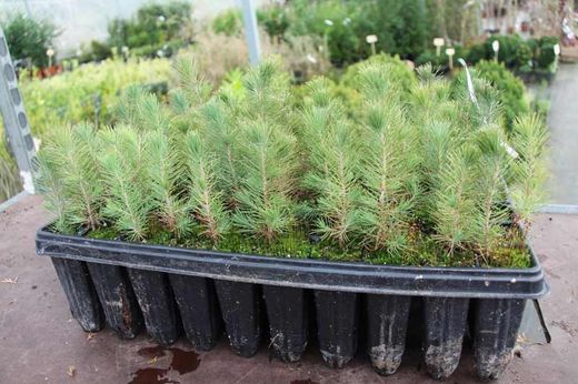 Pinus halepensis na floresta