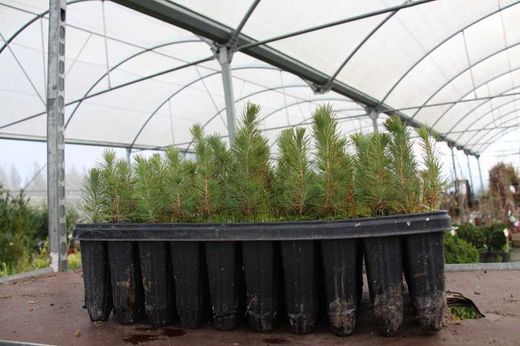 Pinus halepensis na floresta