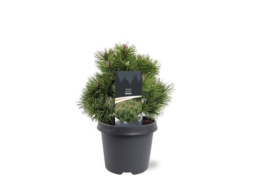 Pinus mugo "Mops"
