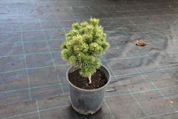 Pinus mugo "Mops"