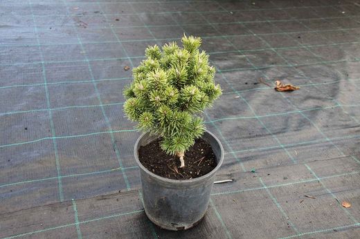 Pinus mugo "Mops"