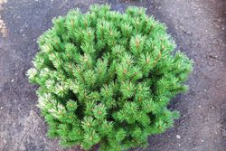 Pinus mugo "Mops"