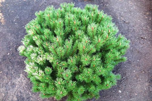 Pinus mugo "Mops"