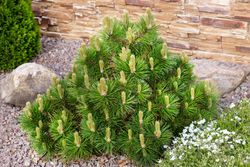 Pinus mugo mugho
