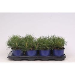 Pinus mugo mugho