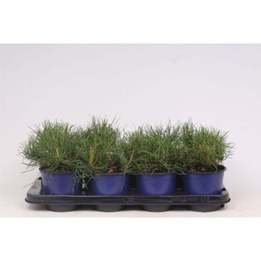 Pinus mugo mugho