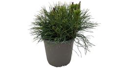 Pinus mugo mugho