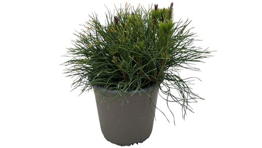 Pinus mugo mugho