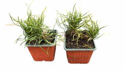 Pinus mugo mugho