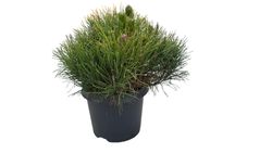 Pinus mugo mugho