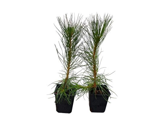 Pinus nigra nigra - Pin noir