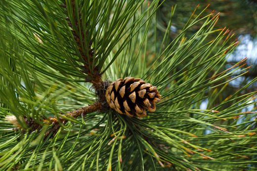 Pinus nigra nigra - Pin noir