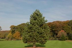 Pinus nigra nigra - Pin noir