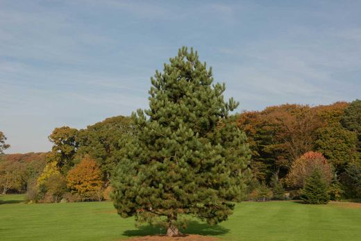 Pinus nigra nigra - Pin noir