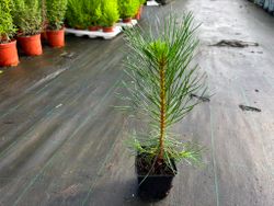 Pinus nigra nigra - Pin noir