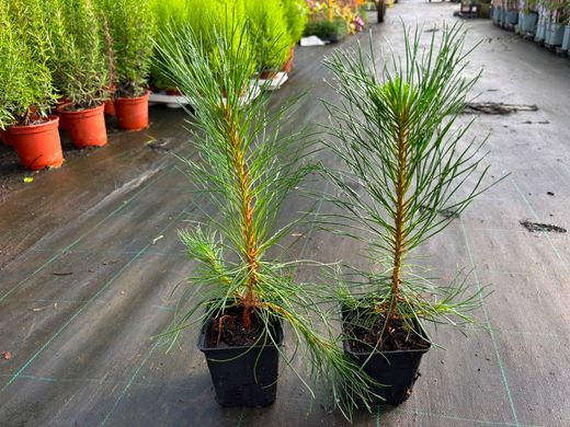 Pinus nigra nigra - Pin noir