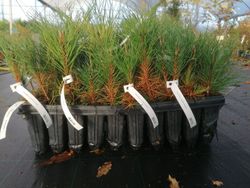 Pinus nigra, pin noir