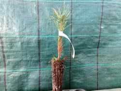 Pinus nigra, pin noir