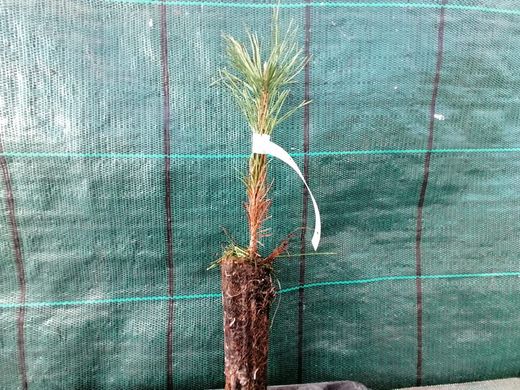 Pinus nigra, pin noir