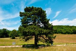 Pinus nigra, pin noir