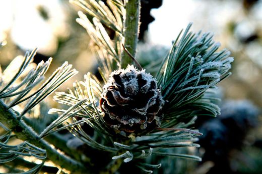 Pinus parviflora "Glauca" – Pino blanco japonés
