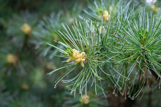 Pinus parviflora "Glauca" – Pino blanco japonés