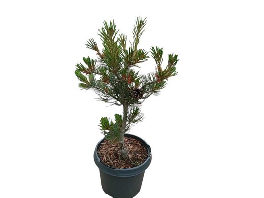 Pinus parviflora "Glauca" – Pino blanco japonés