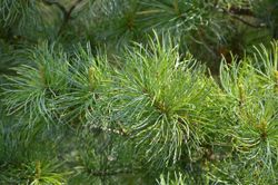 Pinus parviflora "Glauca" – Pino blanco japonés