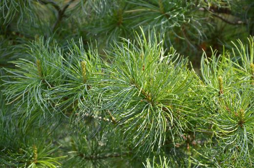 Pinus parviflora "Glauca" – Pino blanco japonés
