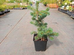 Pinus parviflora "Negishi"