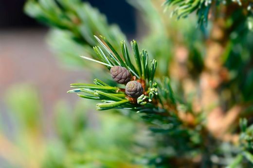 Pinus parviflora "Negishi"