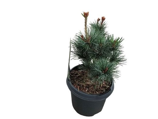 Pinus parviflora "Negishi"