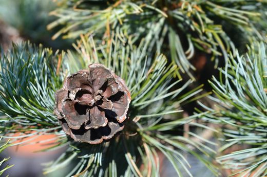 Pinus parviflora "Negishi"