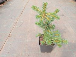 Pinus parviflora "Negishi"
