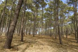 Pinus pinaster em vaso de 2 litros
