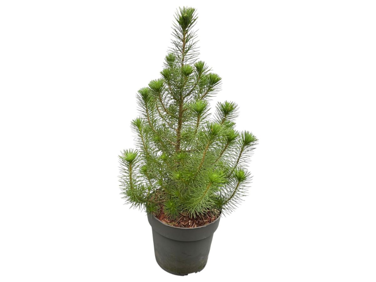 Pinus pinea "Silver Crest" Maceta de 2,5 litros. Altura de la planta 35 cm
