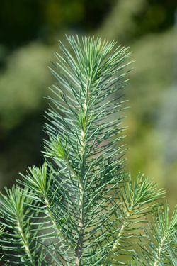 Pinus pinea "Silver Crest"