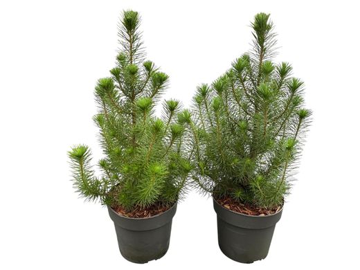 Pinus pinea "Silver Crest"