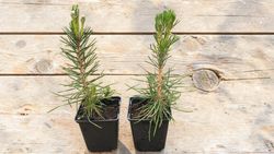 Pinus thunbergii - Pin noir du Japon