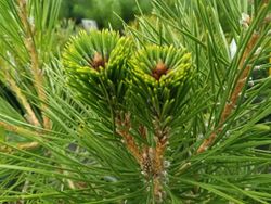 Pinus thunbergii - pino negro japonés