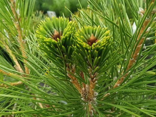 Pinus thunbergii - pino negro japonés