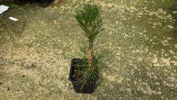Pinus thunbergii - Pin noir du Japon