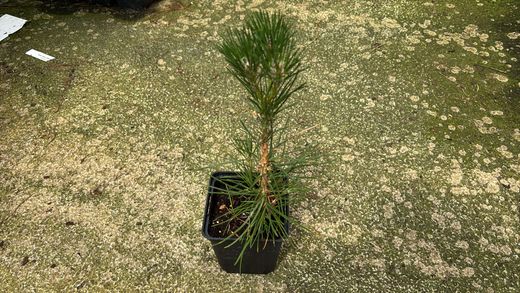 Pinus thunbergii - Pin noir du Japon