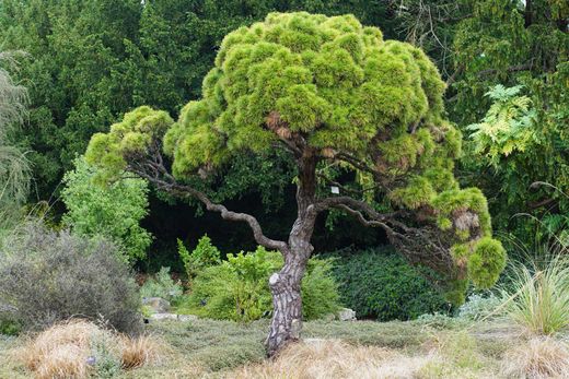 Pinus thunbergii - pino negro japonés