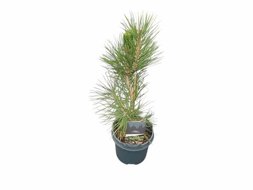 Pinus thunbergii - pino negro japonés